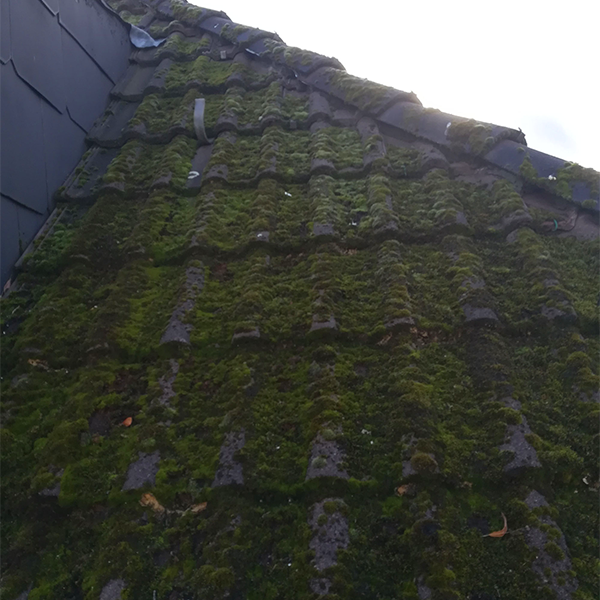 Grünes Moos auf Dach Einfamilienhaus.